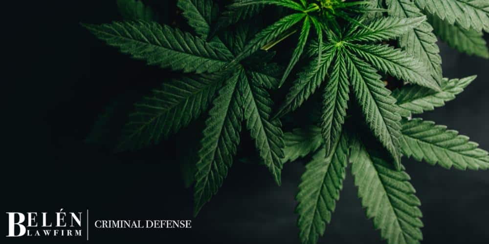 Arizona Marijuana Crime Defense Lawyer