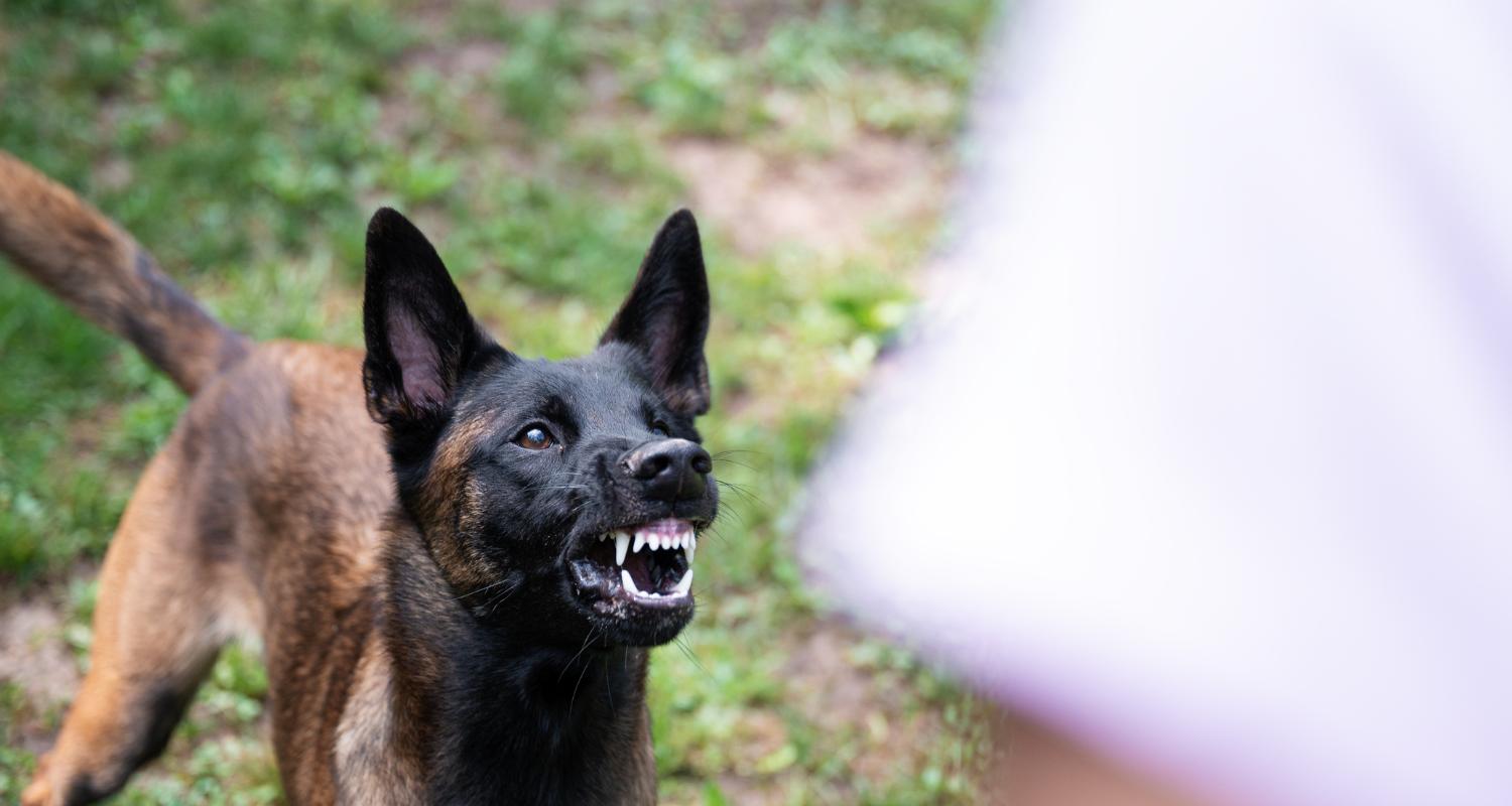 Abogado de mordeduras de perro del condado de Apache